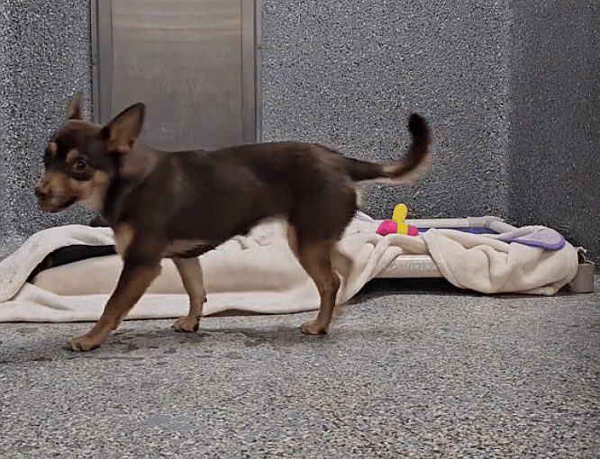 Heartbreaking Video Captures Shelter Dog Overwhelmed With Kennel Stress