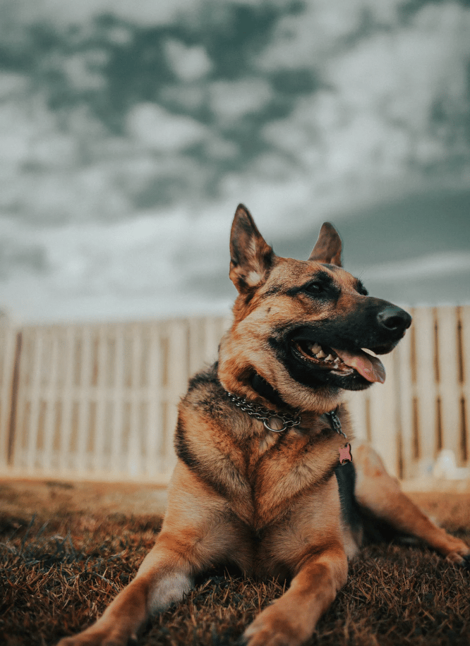 german shepherd names
