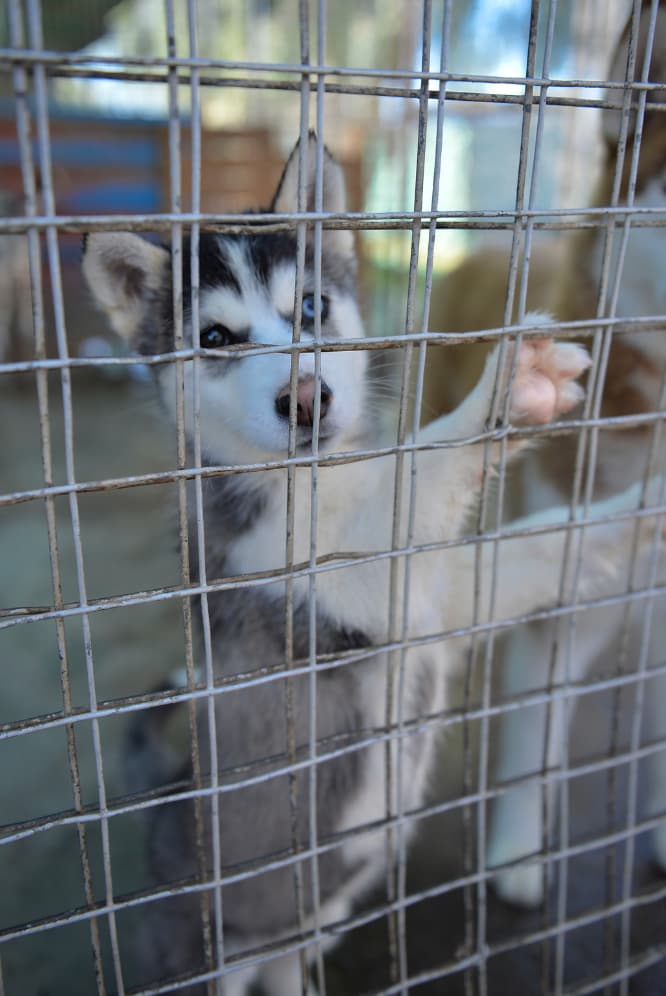 husky at shelter