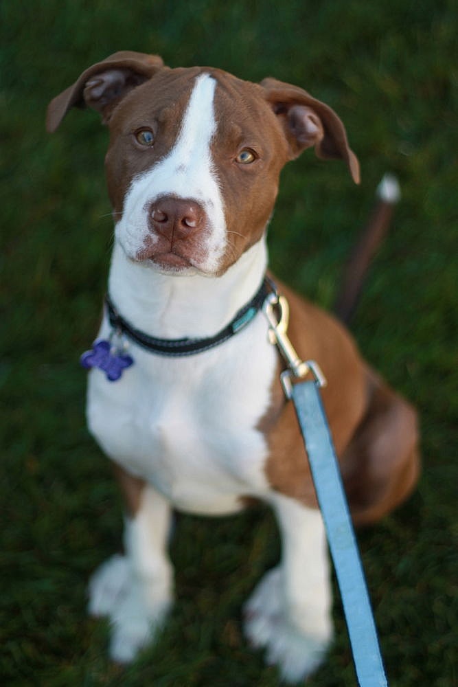 Lottie - FREE TO ADOPT!