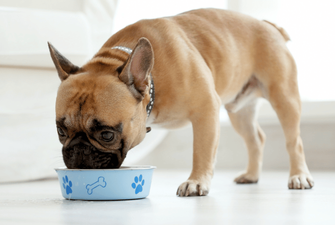 dog eating food