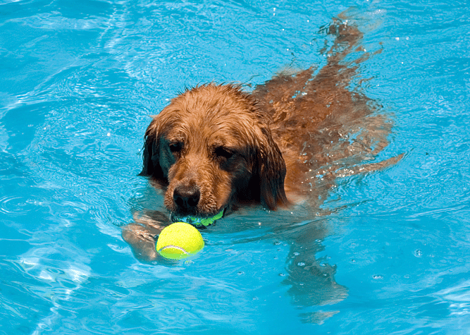 golden retriever at the pool