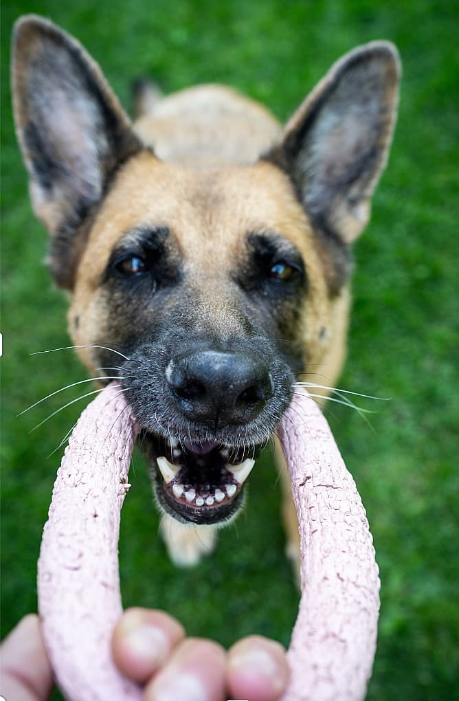 Best Toys for German Shepherds