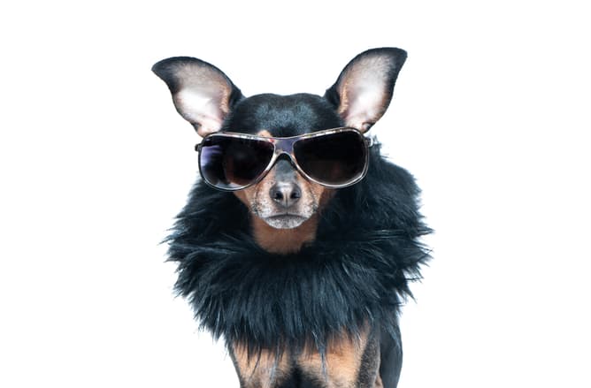 Fashion-Inspired Designer Dog Names
