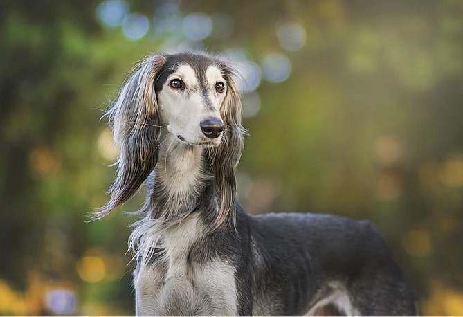 Ancient Dog Breeds - Saluki
