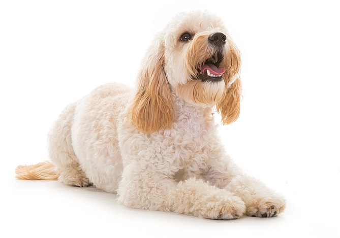 Are Cockapoos Hypoallergenic