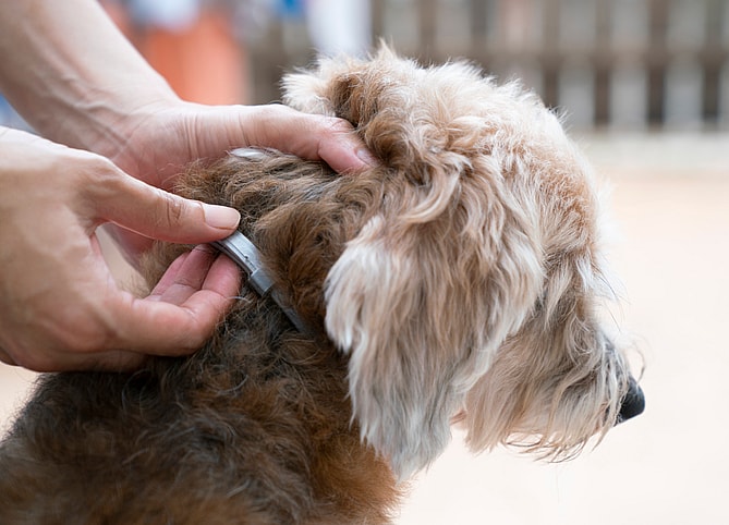 Hold Periods For Pets At the Shelter