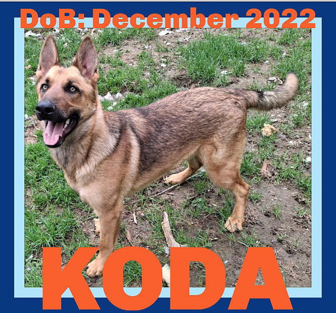 KODA - $350 - German Shepherd Dog