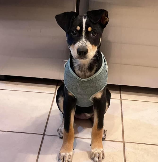 Gorgeous Mama Dog Desperate for Home Months After All Her Puppies Got Adopted 