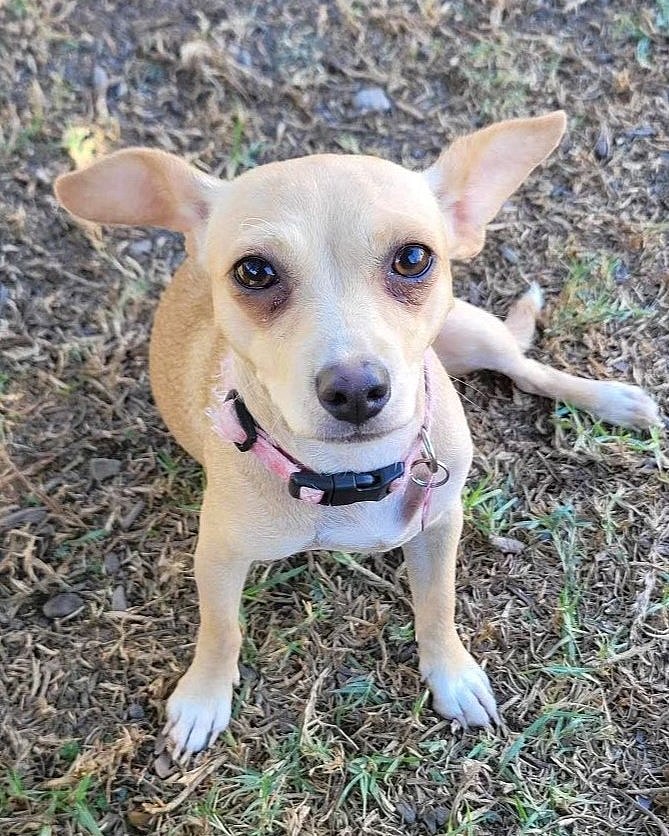 Puppies Find Homes, Leaving Their Heartbroken Mother Behind