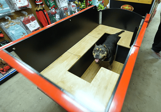 I Made a Train Ride for Homeless Dogs!