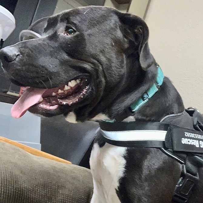 Bentley up for Adoption