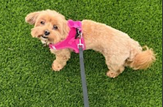 Chai - Maltese
