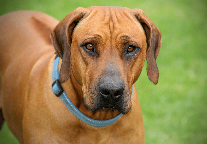 the Dogs That Hunted Lions in Africa