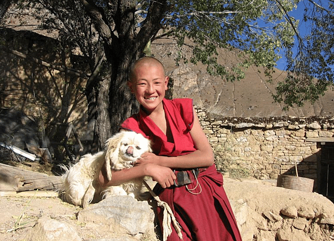 This Dog Breed Is Sacred To Tibetan Monks: Lhasa Apso