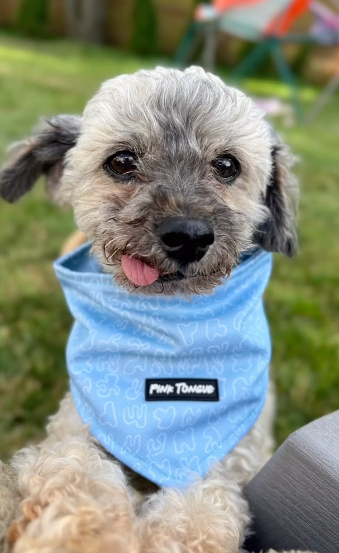 10-Year-Old Toothless Poodle Seeks a Home to Live Out His Golden Years