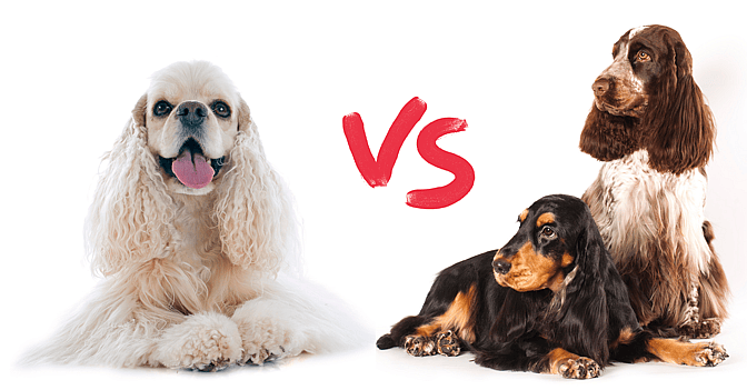American Cocker Spaniel vs. English Cocker Spaniel