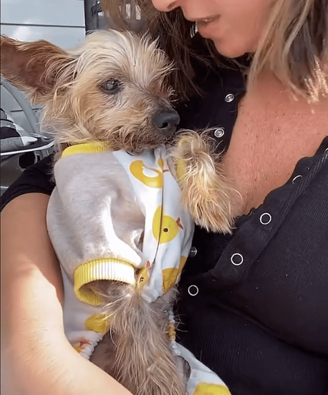 Dog rescue: Woman Turns Grief Into Inspiring Mission To Help Senior Pets in Need