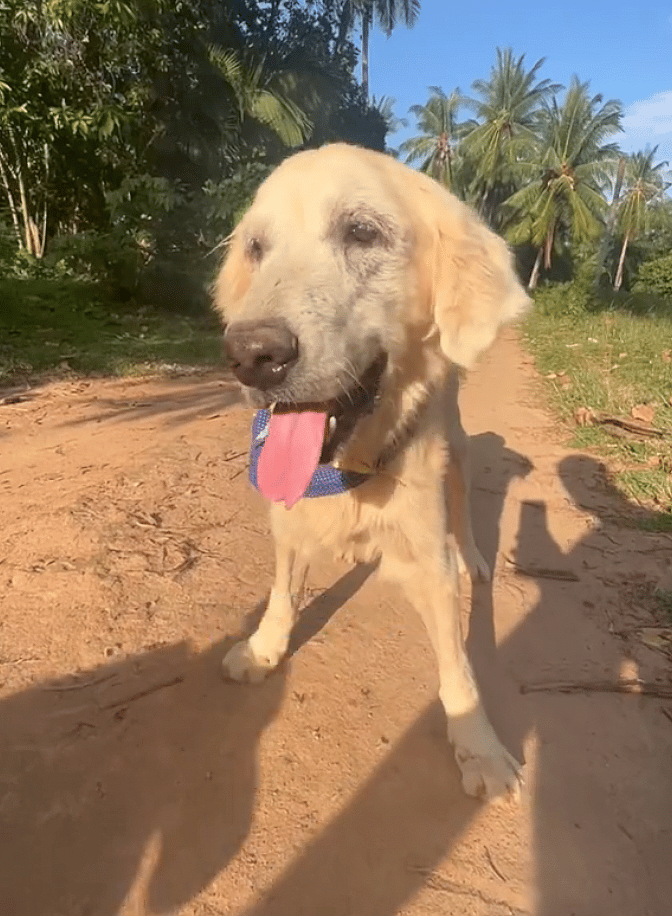 Chained Up Golden Retriever Finally Experiences True Love - For Her Final 6 Glorious Months
