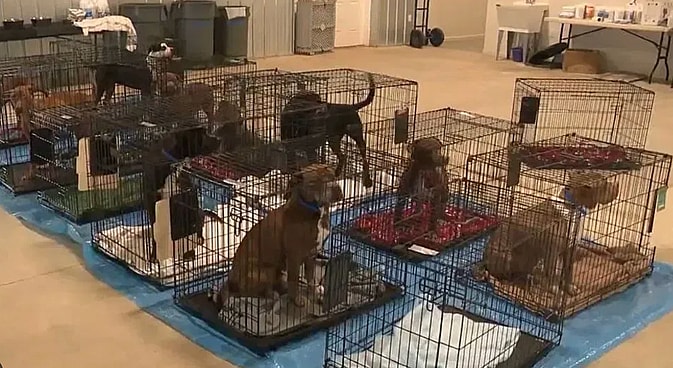 The Debate Between Dog Breeders and Adoption Advocates: poor living condition