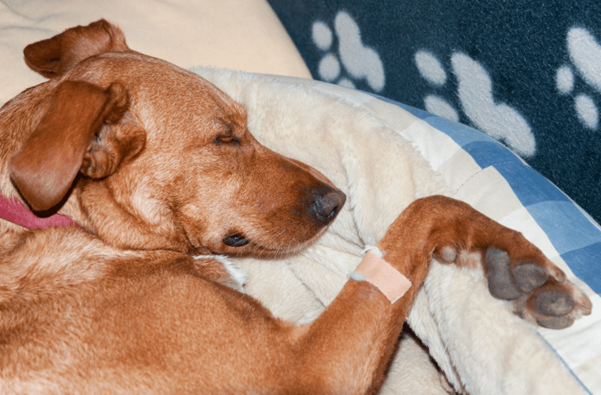 Hold Periods For Pets At the Shelter