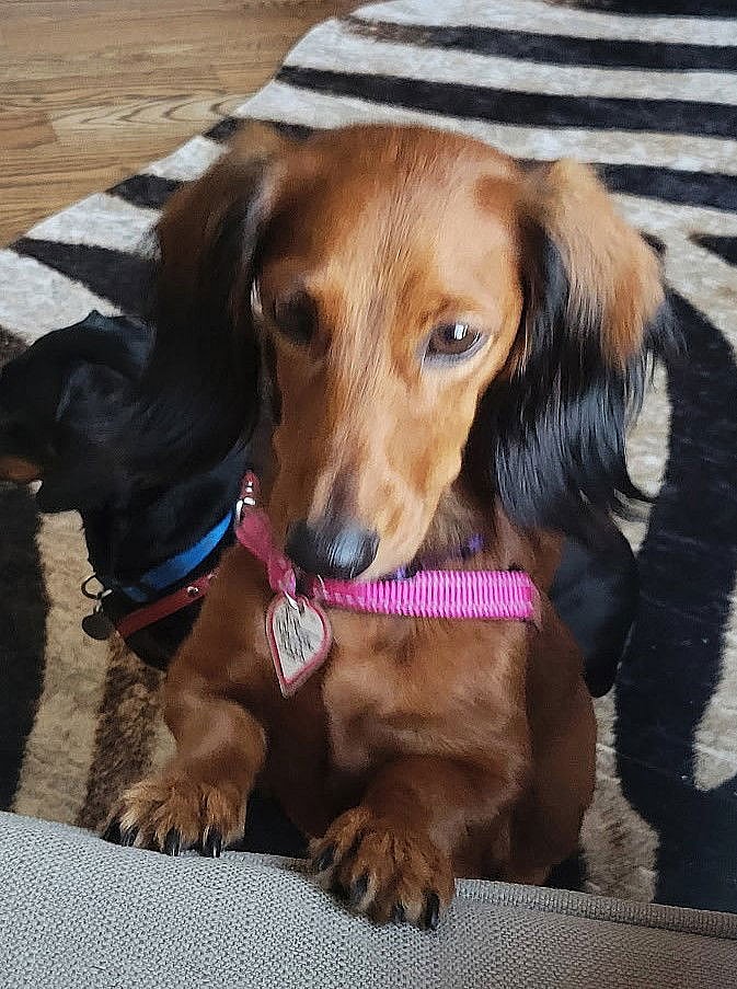 Pip in NC - Dachshund