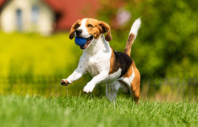 Dog Names Starting with C