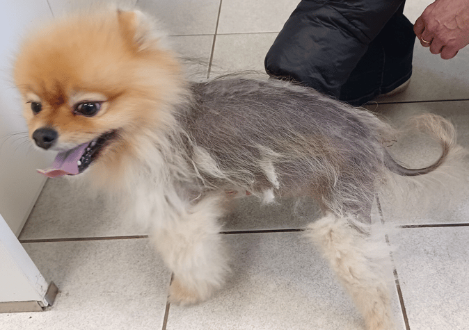 Pomeranian Alopecia