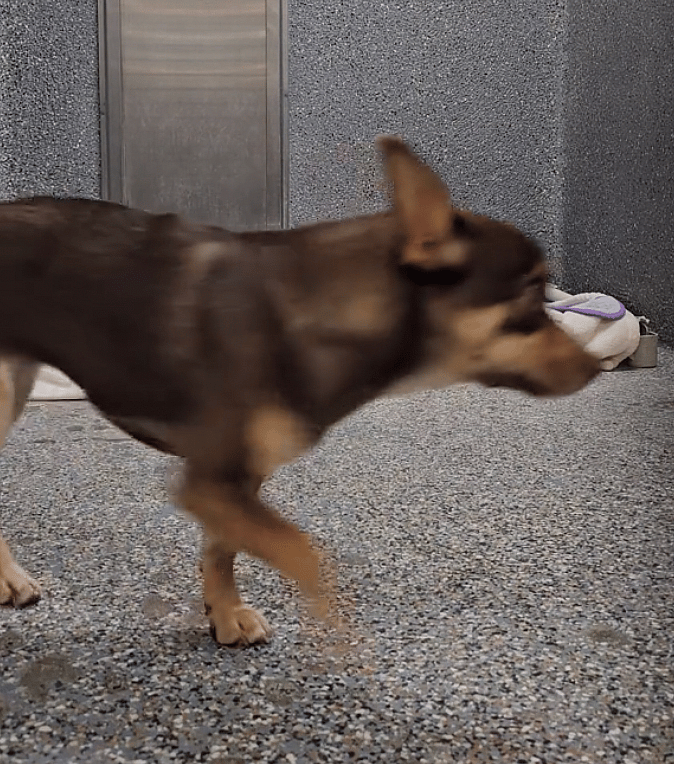 Heartbreaking Video Captures Shelter Dog Overwhelmed With Kennel Stress