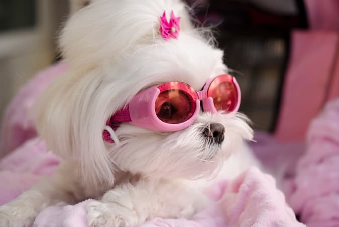 Fashion-Inspired Designer Dog Names
