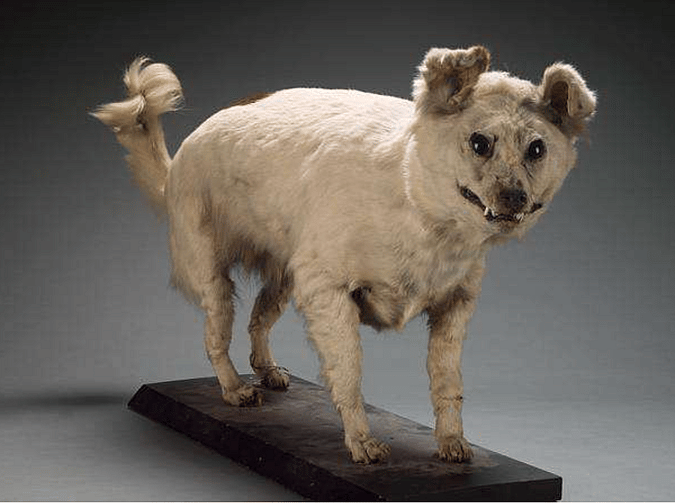 Extinct Dog Breeds - Kuri