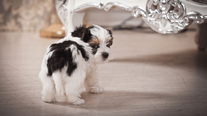 Hope, World's smallest dog 