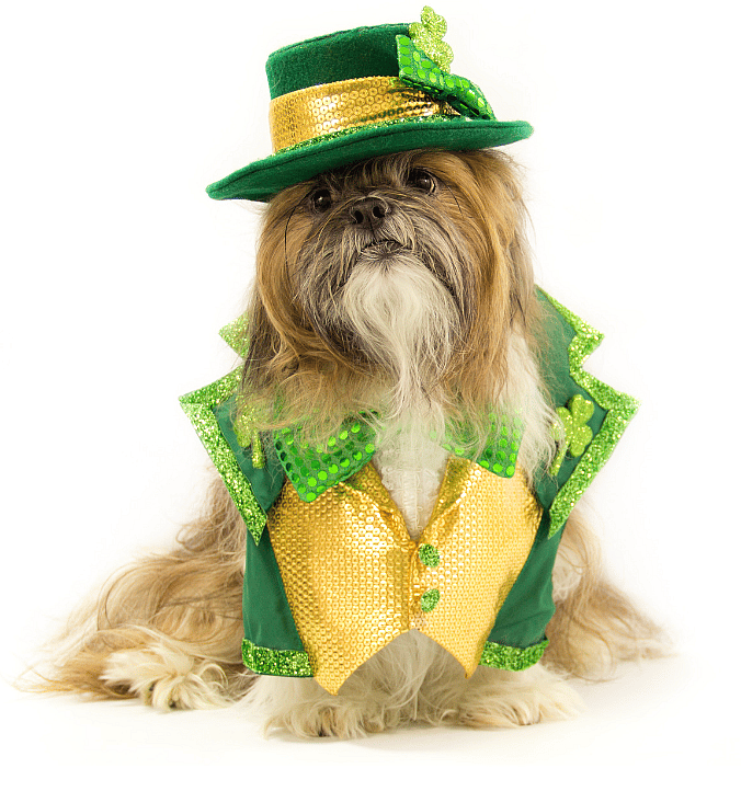 Irish Dog Names