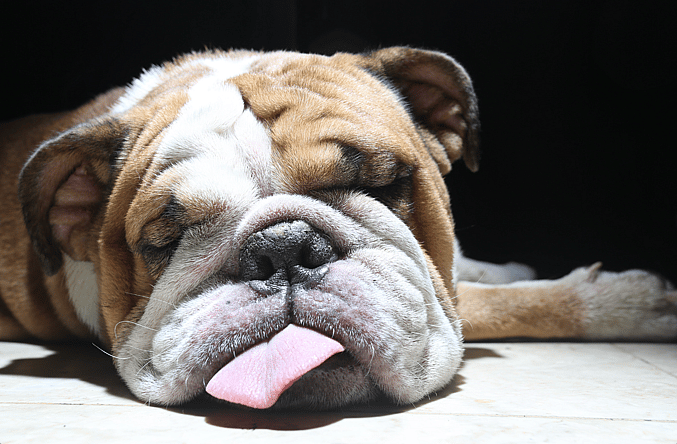 bulldog with tongue out