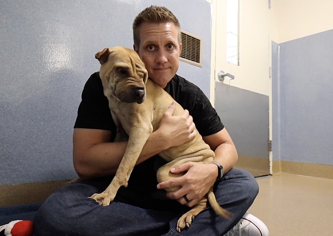 Shar pei - sitting with dogs