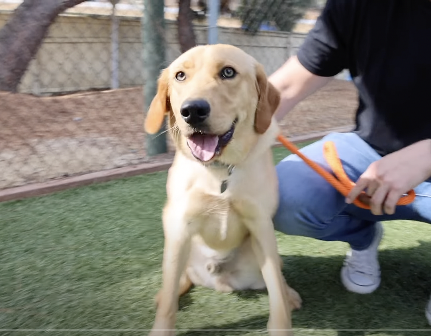 Why Won't Anyone Adopt This Retriever?