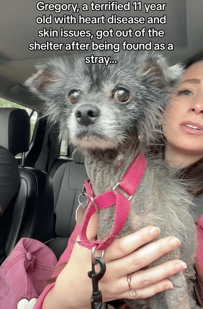 Dog rescue: Woman Turns Grief Into Inspiring Mission To Help Senior Pets in Need