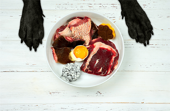 Adding Raw Eggs & Eggshells To Dogs’ Food