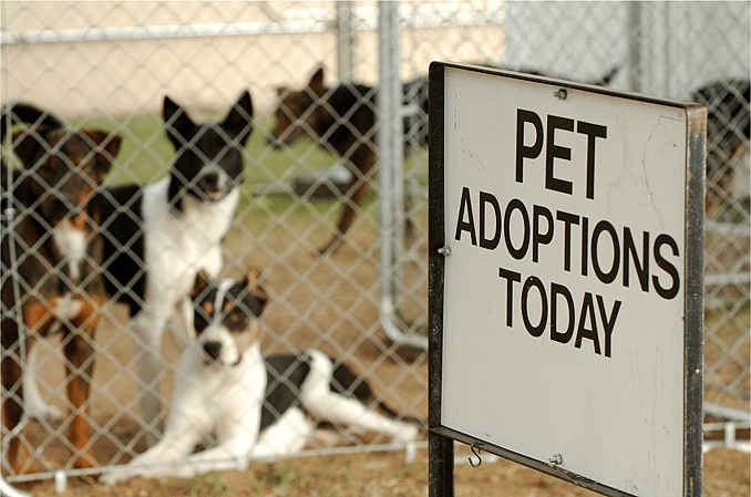 Dog adoption