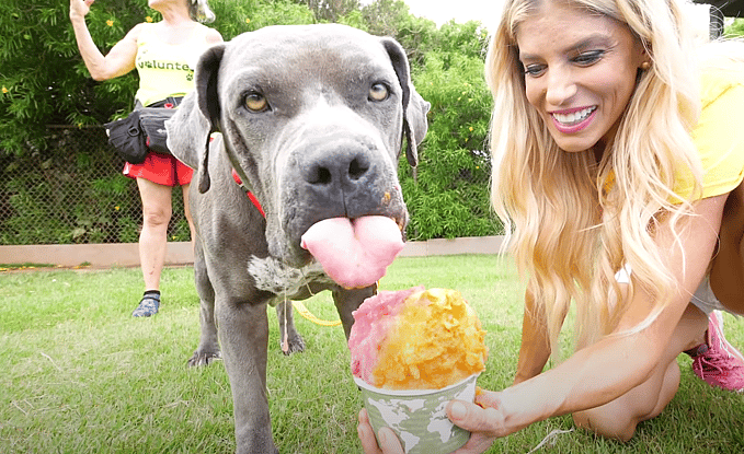 Shaved Ice for Shelter Dogs in Hawaii