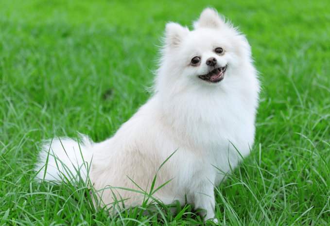 Pomeranian Names
