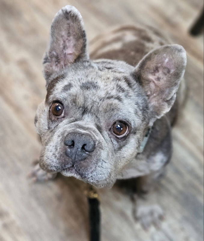 Strawberry - French Bulldog