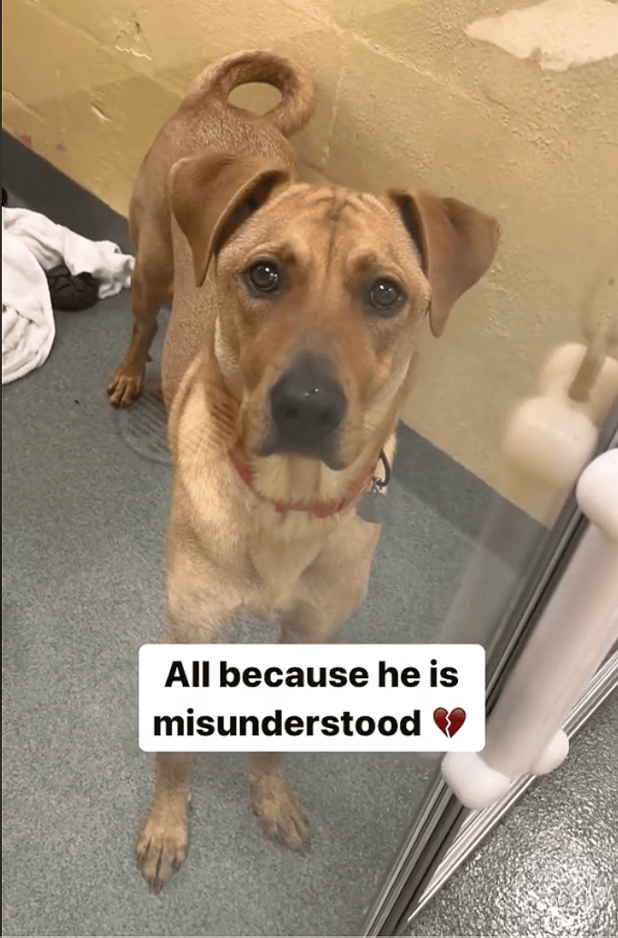Heartbroken Pup Returned to Shelter 3 Times Has the Saddest Eyes You'll Ever See