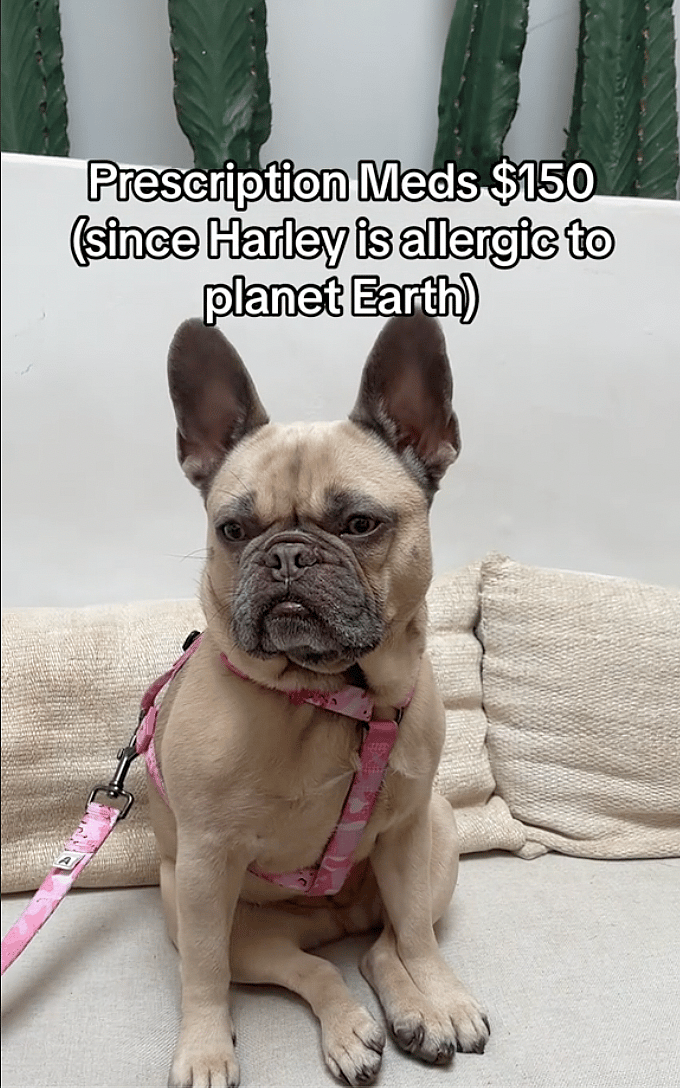 cost of having french bulldog