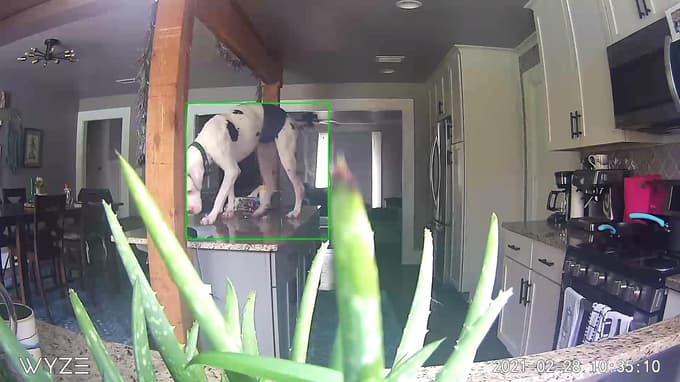 Tofu the great dane on the counter top. This great dane had separation anxiety