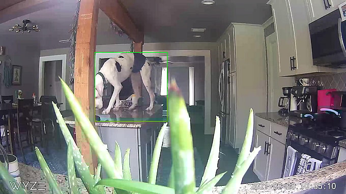 Tofu the great dane on the counter top. This great dane had separation anxiety