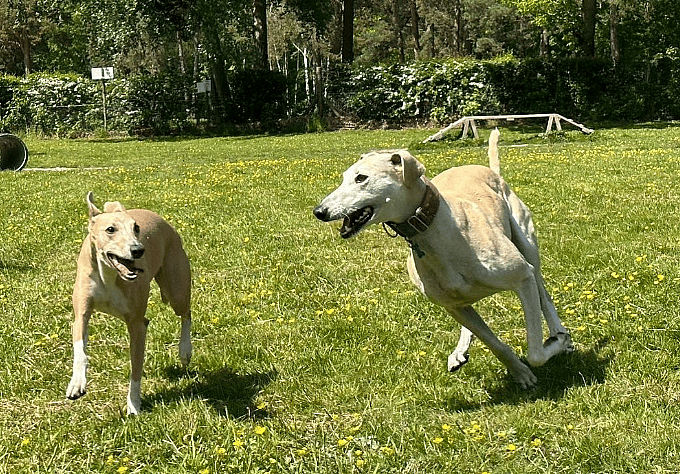 Lurcher Dogs