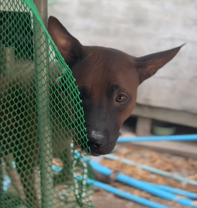 Mama Dog Spent Entire Life On Short Chain Birthing Puppies Until Rescuers Freed Her