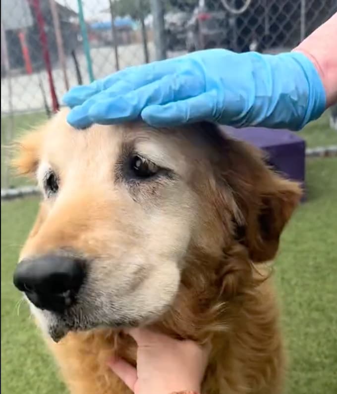 Senior Dog Suffers One Emotional Blow After Another After Owner Dies, Family Returns Her to Shelter