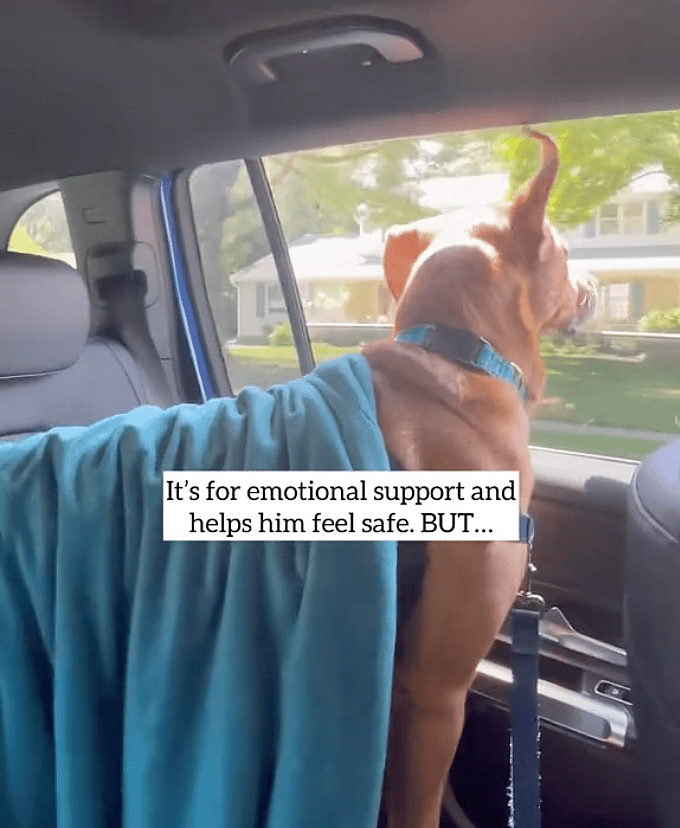 Dog Rescue: Dog Refuses to Go Anywhere Without His Security Blanket, And It's Adorable